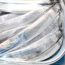 松本釣船２ 釣果