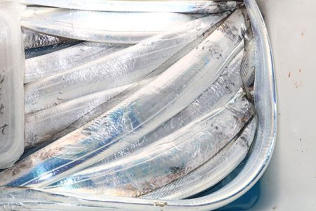 松本釣船２ 釣果