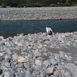 大井川(大井川(非)漁業協同組合) 釣果