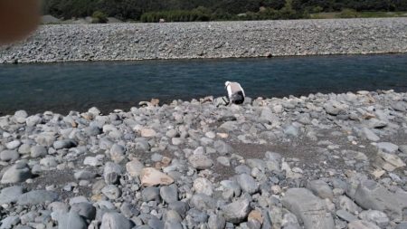 大井川(大井川(非)漁業協同組合) 釣果