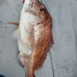 ブルーピア 釣果