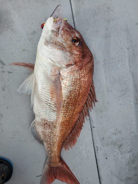 ブルーピア 釣果