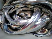 おおせき丸 釣果