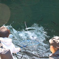 小菅トラウトガーデン 釣果