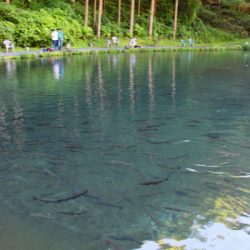 小菅トラウトガーデン 釣果