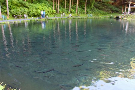 小菅トラウトガーデン 釣果