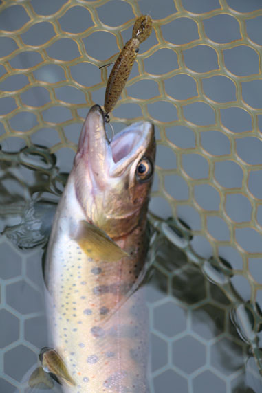 小菅トラウトガーデン 釣果