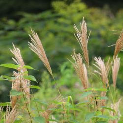 小菅トラウトガーデン 釣果