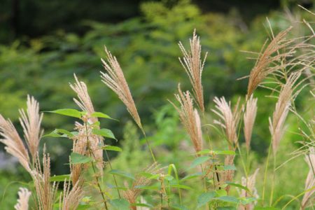 小菅トラウトガーデン 釣果