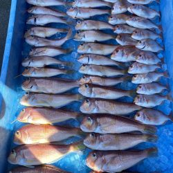 まるいち丸 ZERO-1 釣果