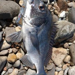 天気が荒れる前にチヌトップ