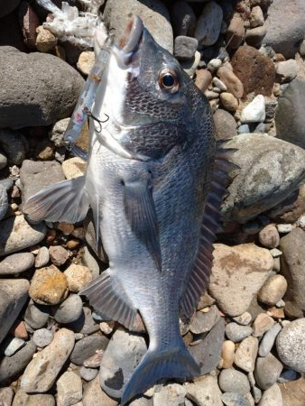 天気が荒れる前にチヌトップ