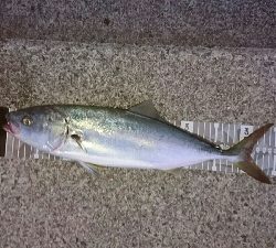 青物リベンジ釣行 in 淡路島>゜)))彡