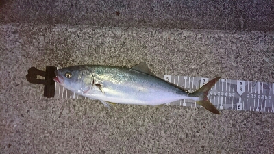 青物リベンジ釣行 in 淡路島>゜)))彡