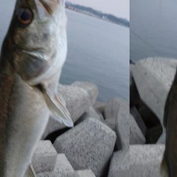 今朝もトップゲーム