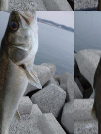 今朝もトップゲーム