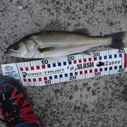 今朝もトップゲーム