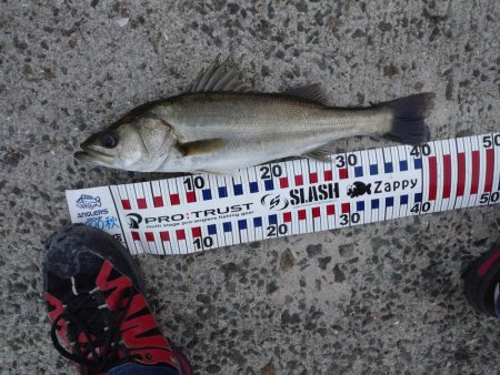 今朝もトップゲーム