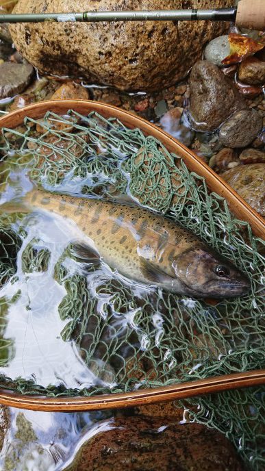 会津大川（会津非出資漁業協同組合） 釣果