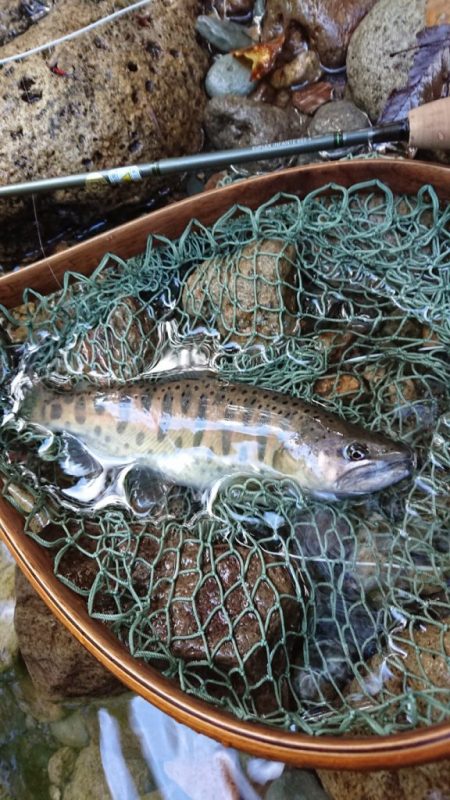 会津大川(会津非出資漁業協同組合) 釣果