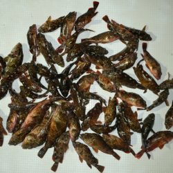 TOPGUN名古屋 釣果