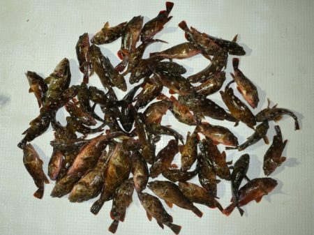 TOPGUN名古屋 釣果