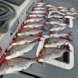 遊漁船 セトマリン 釣果