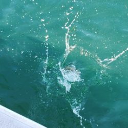 遊漁船 ニライカナイ 釣果