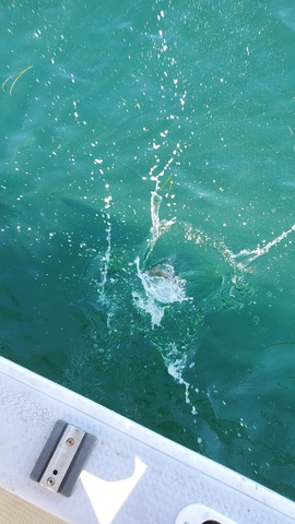 遊漁船 ニライカナイ 釣果