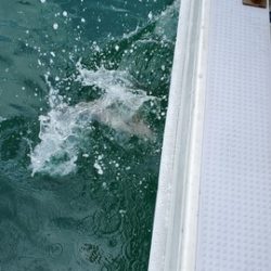 遊漁船 ニライカナイ 釣果