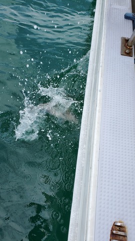 遊漁船 ニライカナイ 釣果