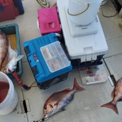 遊漁船 ニライカナイ 釣果