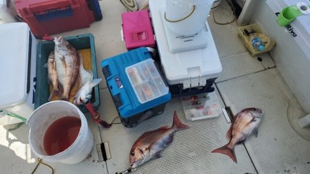 遊漁船 ニライカナイ 釣果