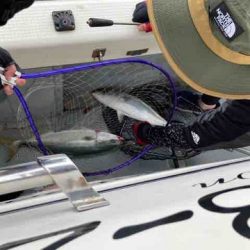 遊漁船 セトマリン 釣果