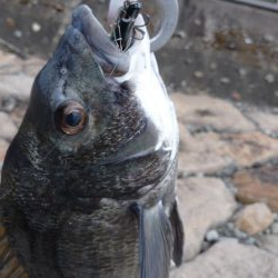 まだいける チヌトップ!!