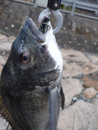 まだいける　チヌトップ！！