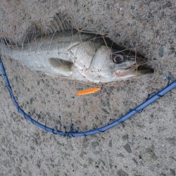 トップシーバス