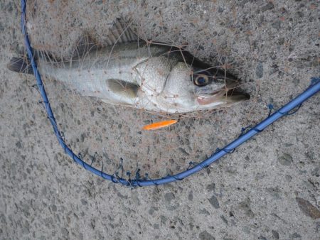 トップシーバス