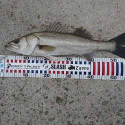 トップシーバス