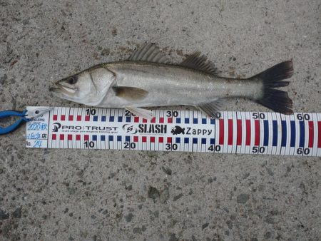 トップシーバス