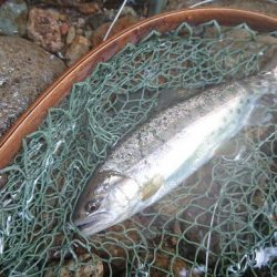 会津大川(会津非出資漁業協同組合) 釣果