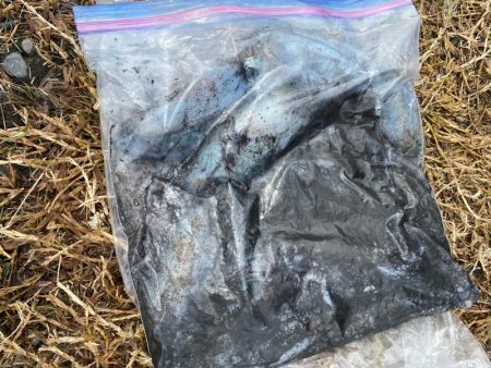 あみや渡船 釣果