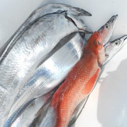 こうゆう丸 釣果