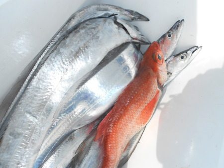 こうゆう丸 釣果