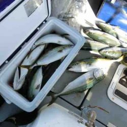 遊漁船 セトマリン 釣果