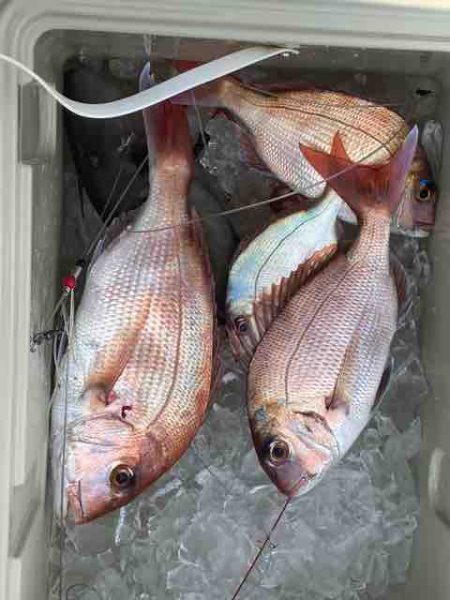 龍宮丸 釣果