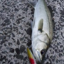 早朝トップシーバス