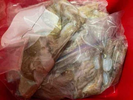 遊漁船 セトマリン 釣果