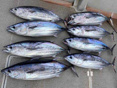 へいみつ丸 釣果
