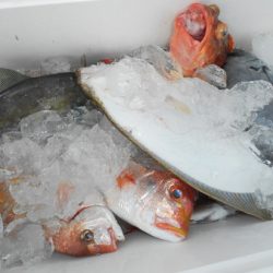 こうゆう丸 釣果